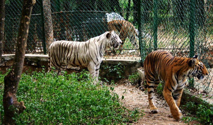 bannerghatta_national_park.jpg