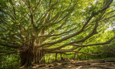 banyan