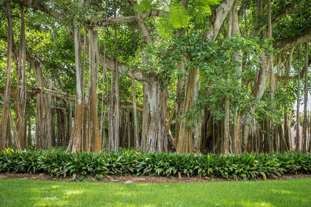 What is a Banyan Tree? (Origins and Botanical Characteristics) - Home Stratosphere