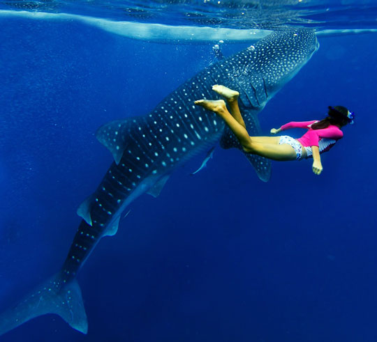 Dive Club In Male Island