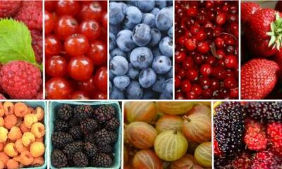 berries 1