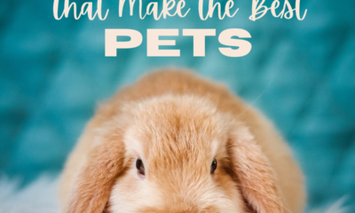 Top 10 Rabbit Breeds That Makes The Best Pets