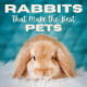 Top 10 Rabbit Breeds That Makes The Best Pets