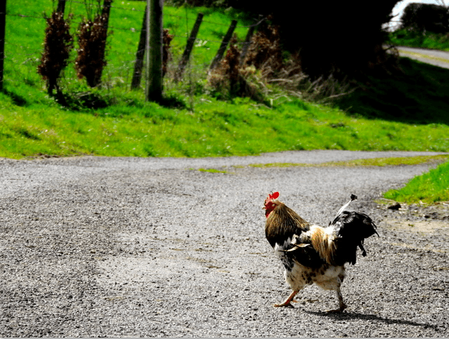 chickens in Quitman