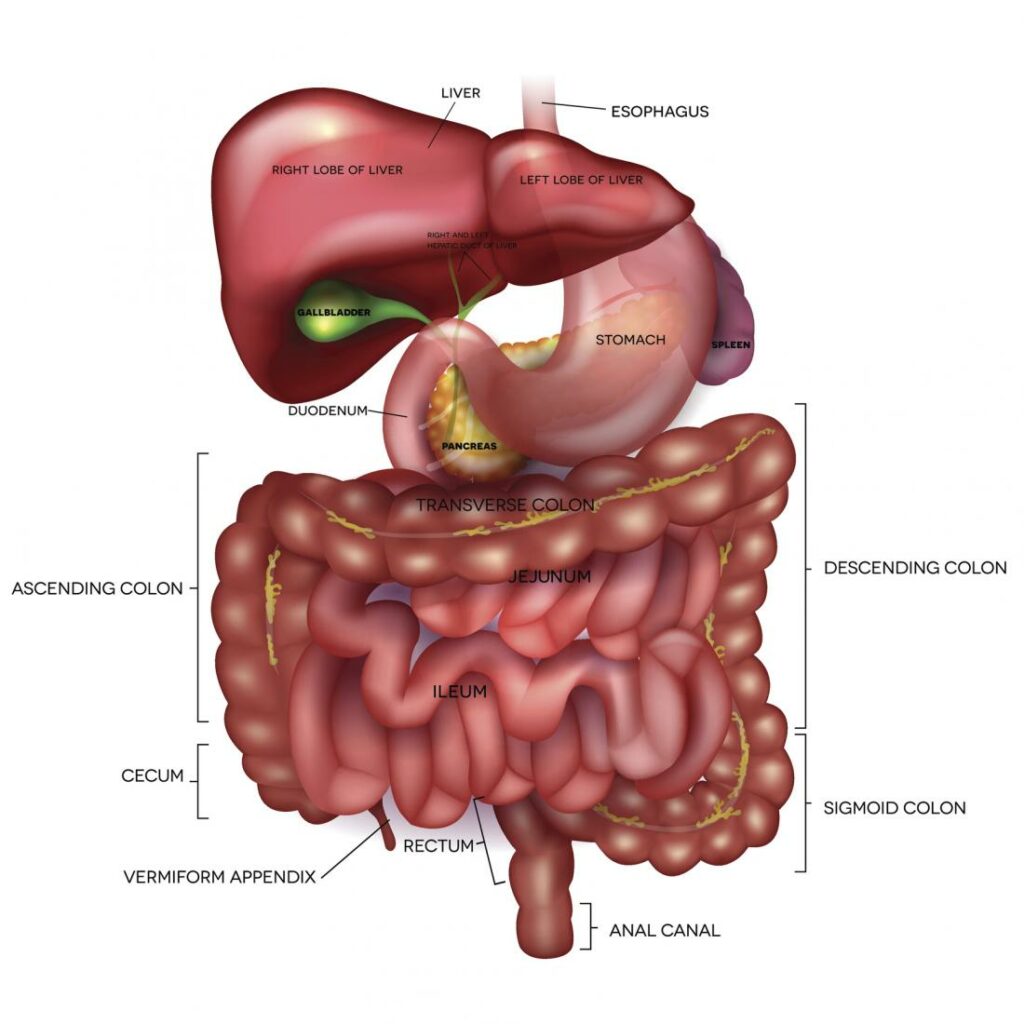 digestive-system-diagram.