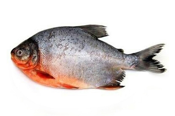 fresh_water_pomfret