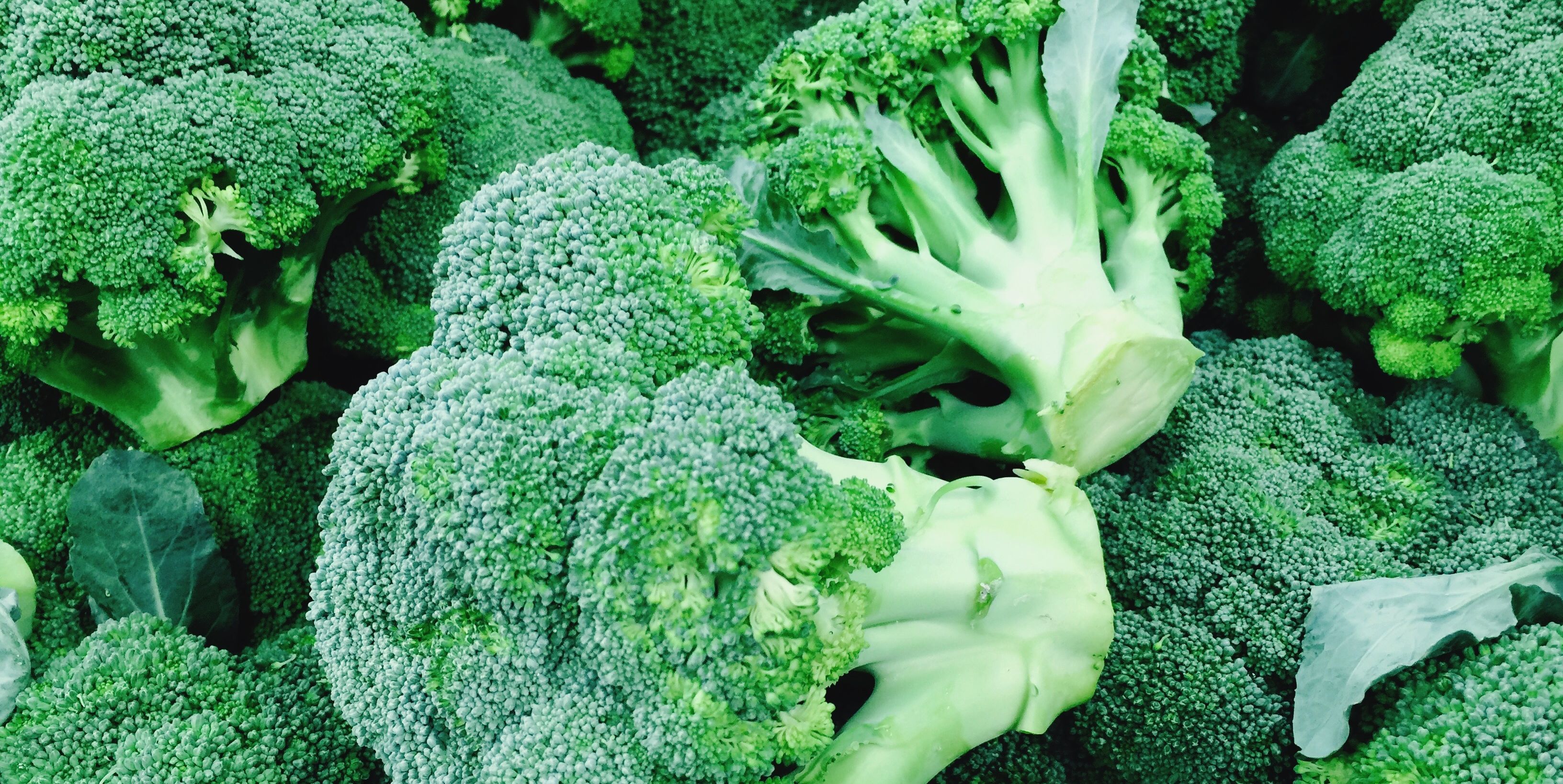 6 Tips for Growing Broccoli This Fall - How to Plant Broccoli