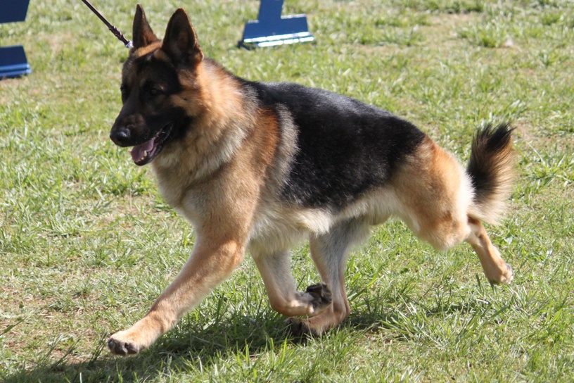 German Shepherd Dog Breed Information, German Shepherd Dog Images, German Shepherd Dog Dog Breed Info