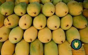 gir kesar mango