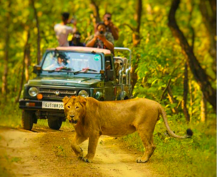 Gir National Park Safari - A Detailed Guide | Gujarat | Hikerwolf