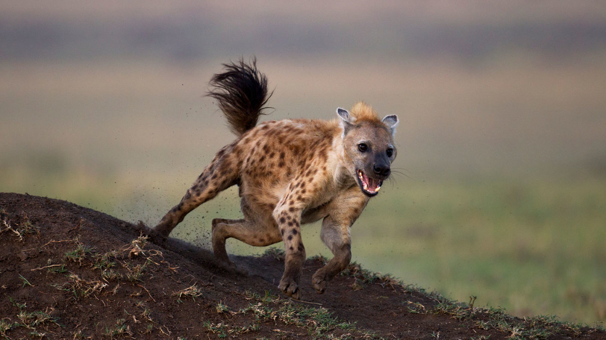 Hyena