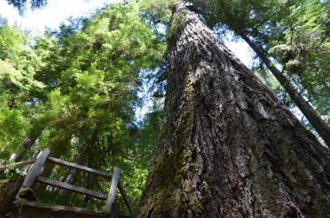 Arbnet | Doerner Fir tucked deep in Coos County forest is world's tallest non-redwood tree