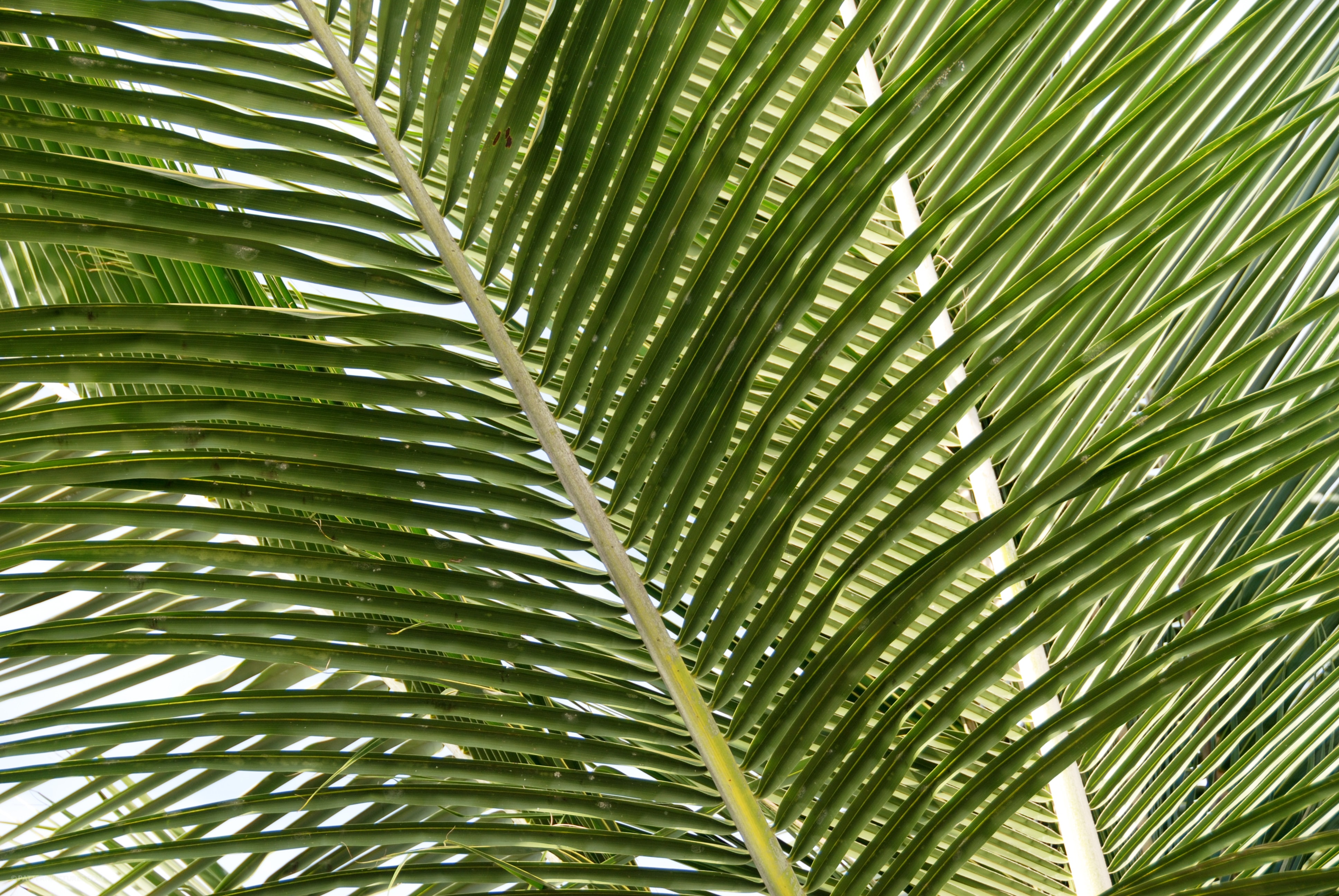 coconut leaves photo – Free Image on Unsplash