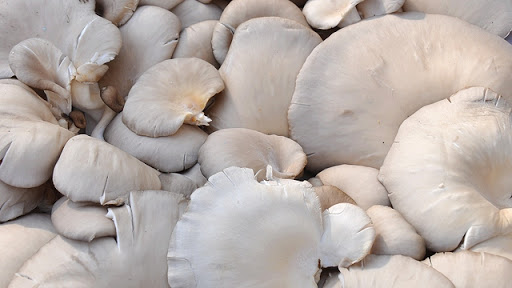 Fresh white mushrooms public domain free photos for download 4169x2348 1.42MB