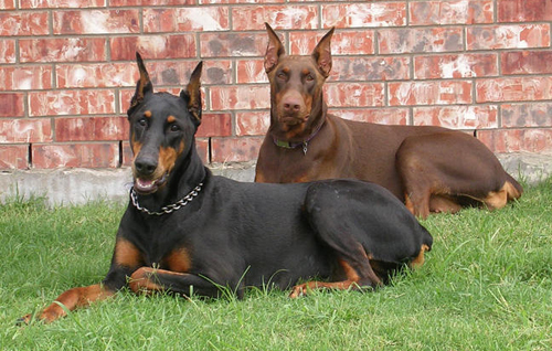 Doberman Pinscher | SAKC Dogs Wiki | Fandom