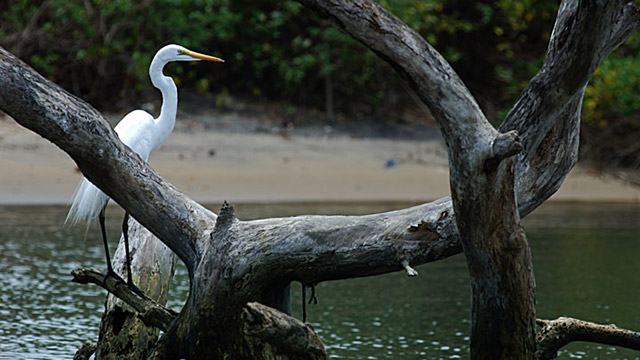 kadalundi_bird_sanctuary.