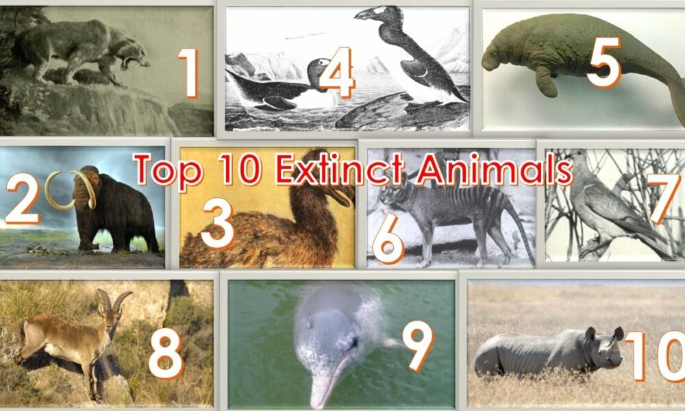 Top 10 Extinct Species In 2025