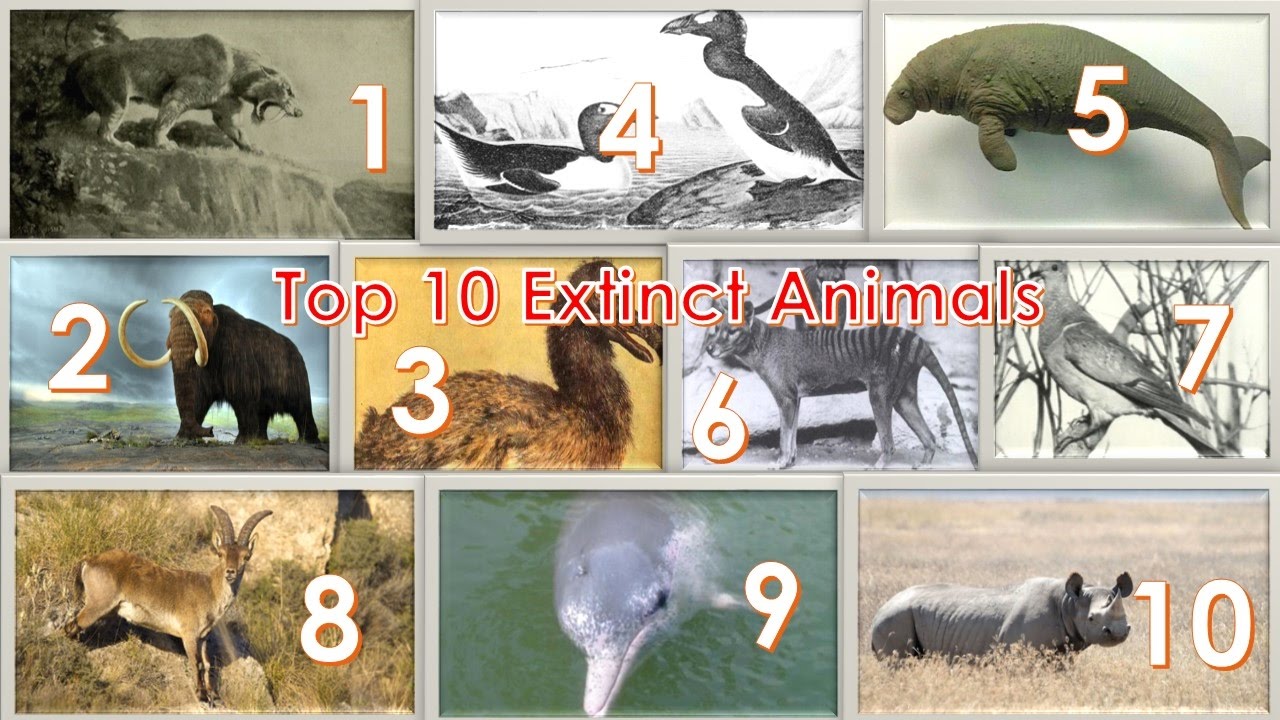 Top 10 Extinct Species