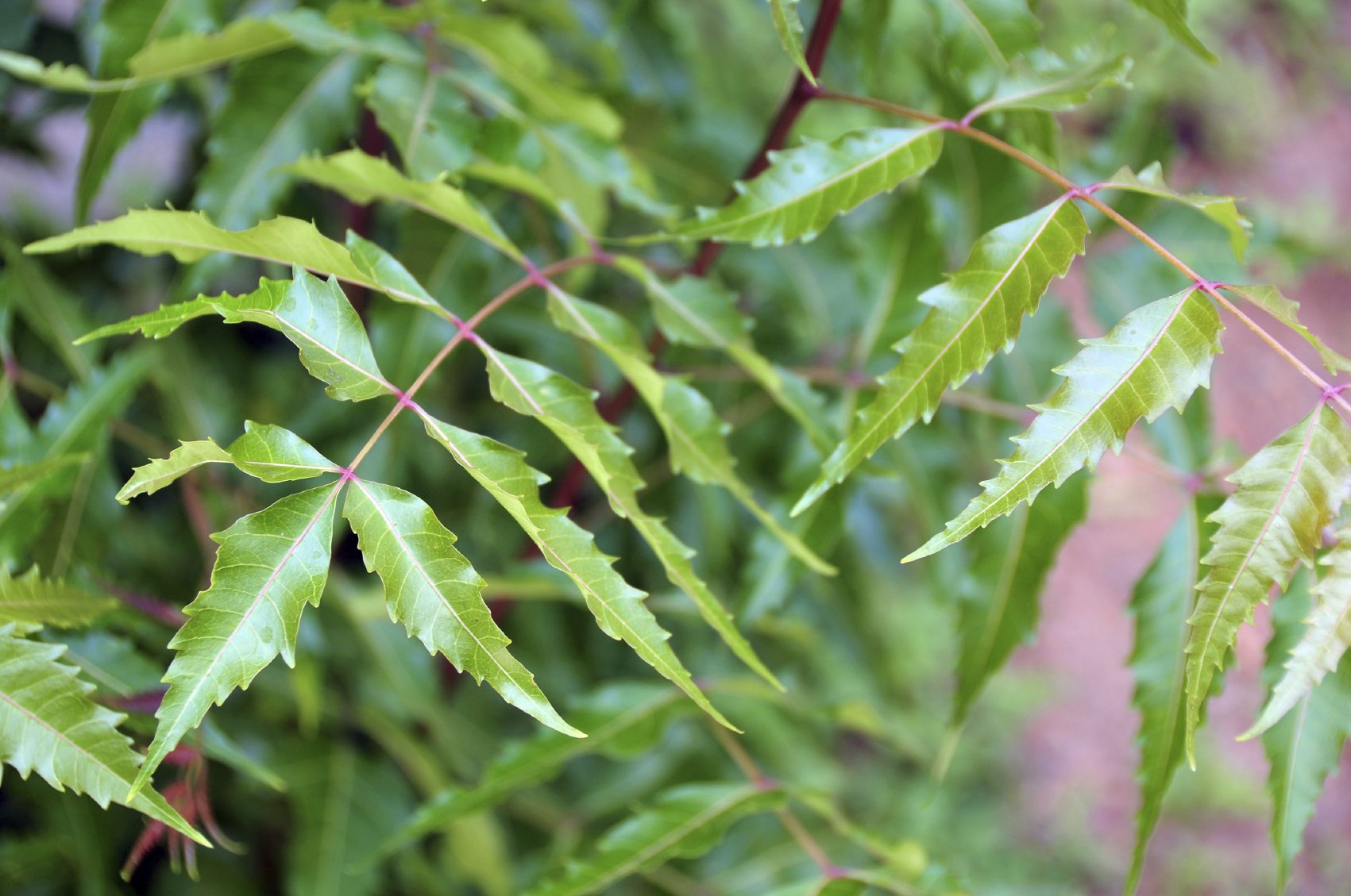Neem Tree Growth And Care - Learn About Neem Tree Benefits And Uses