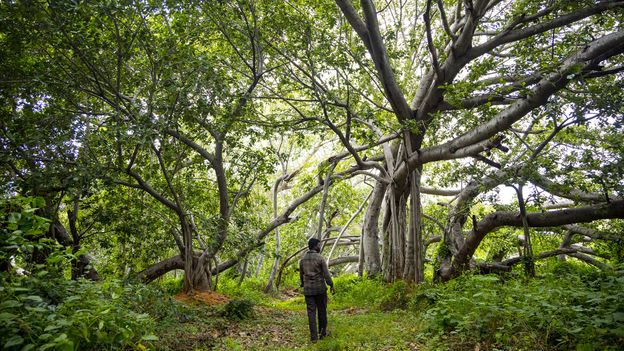 BBC - Travel - Thimmamma Marrimanu: The world's largest single tree canopy