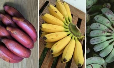 Top 10 Banana Varieties