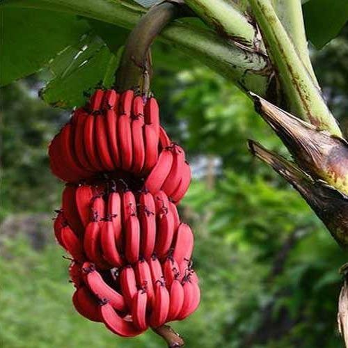 Red bananas