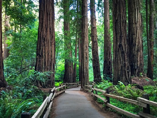  the-massive-redwood-trees