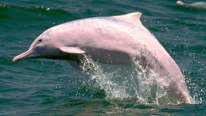 Baiji white dolphin
