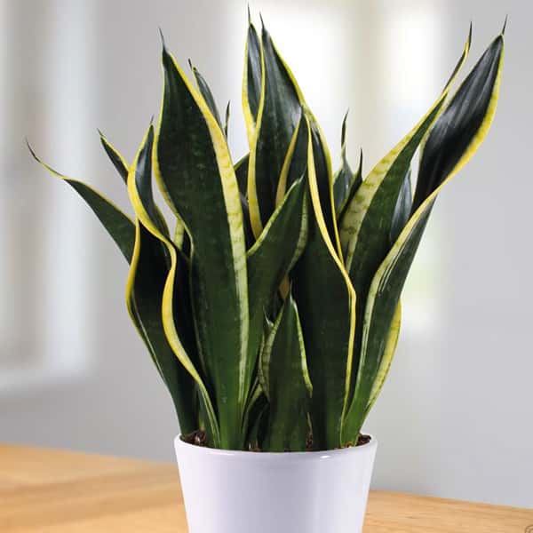 Snake plant