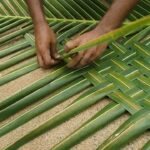 Coconut leaves