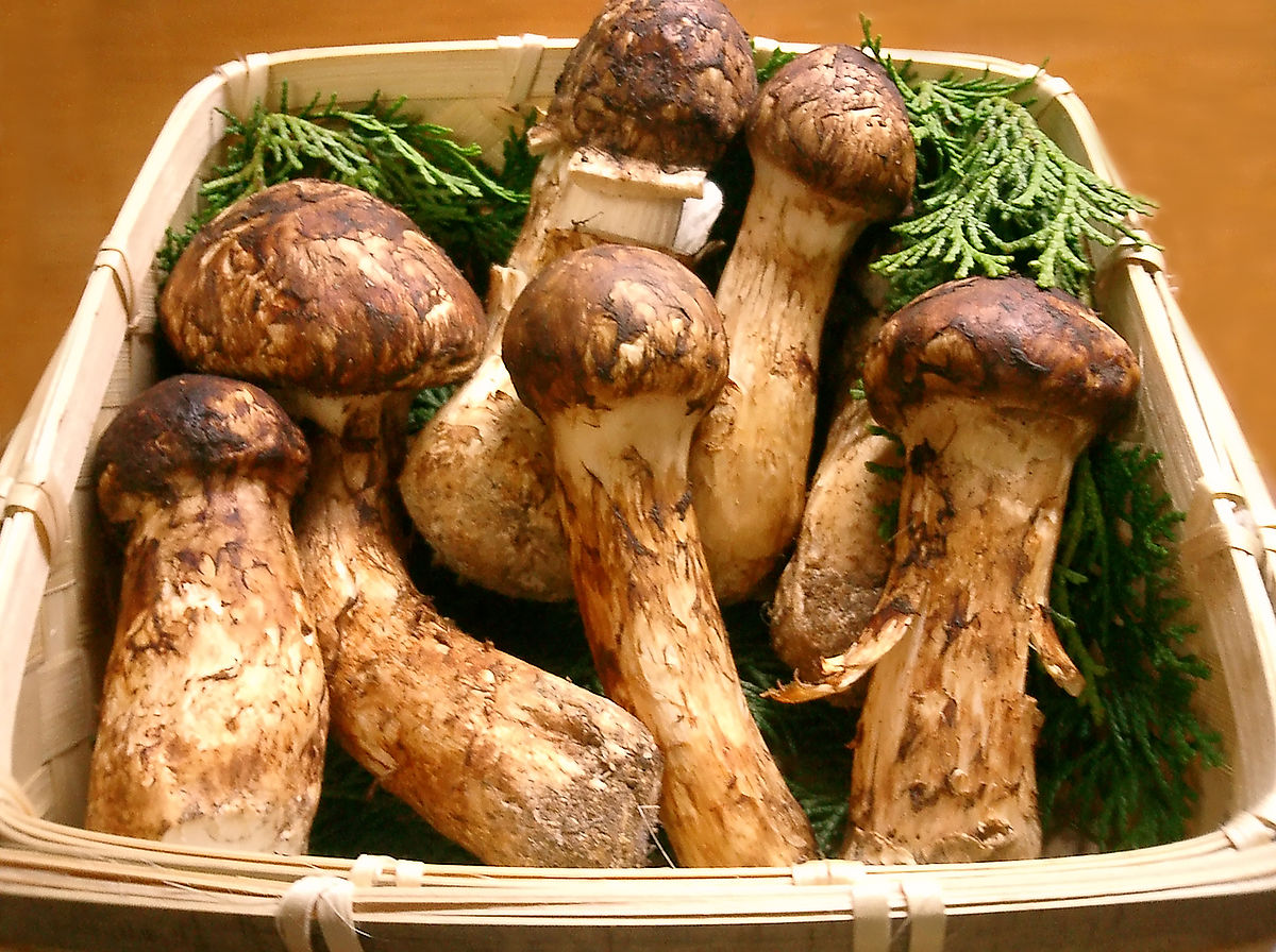 Matsutake mushrooms - Expensive Foods