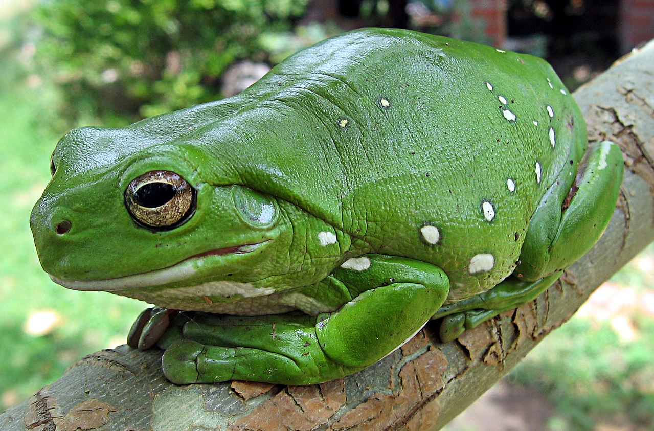 Australian Green Tree Frog - Funny Looking Animals