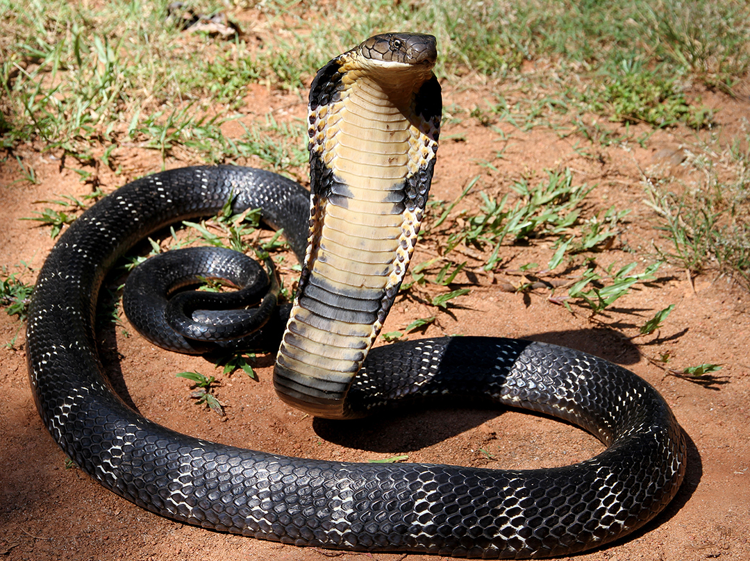 King Cobra - Fastest Snake In The World