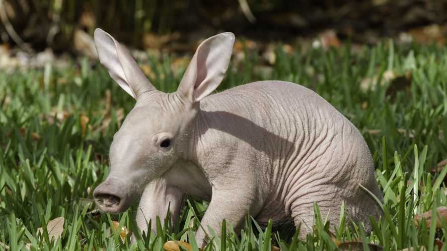 Baby Aardvark - Funny Looking Animals