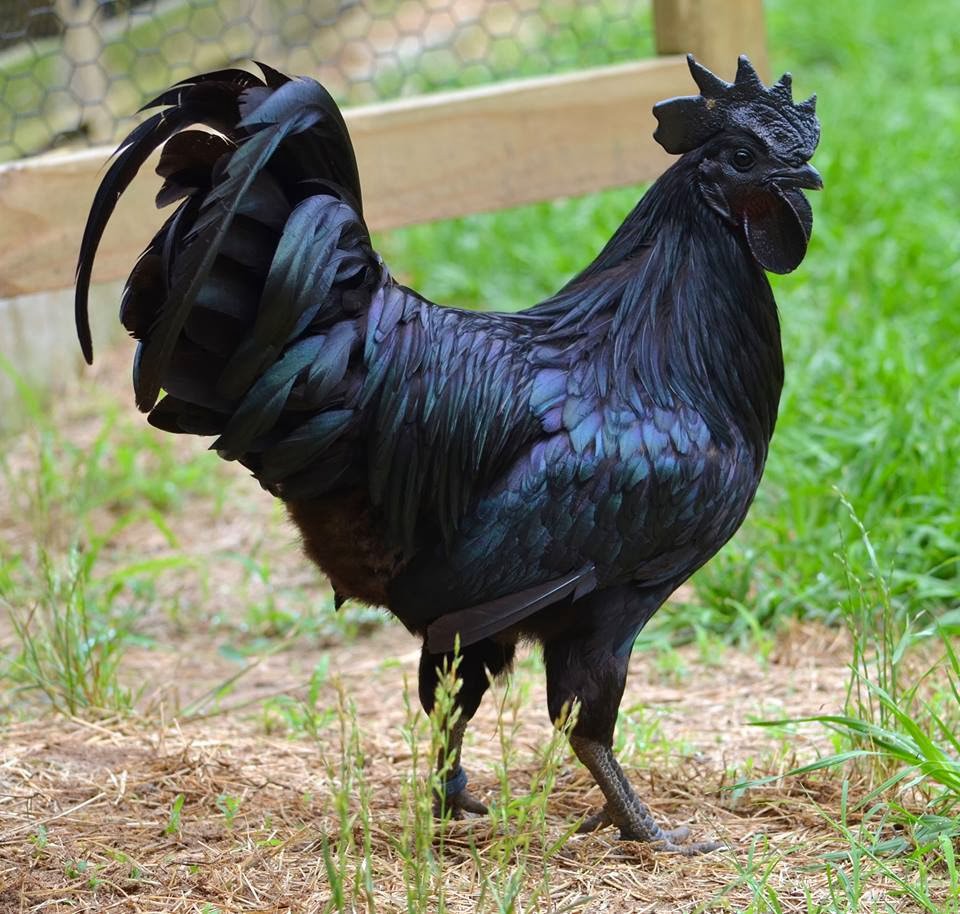Ayam Cemani Black Chicken - Expensive Foods