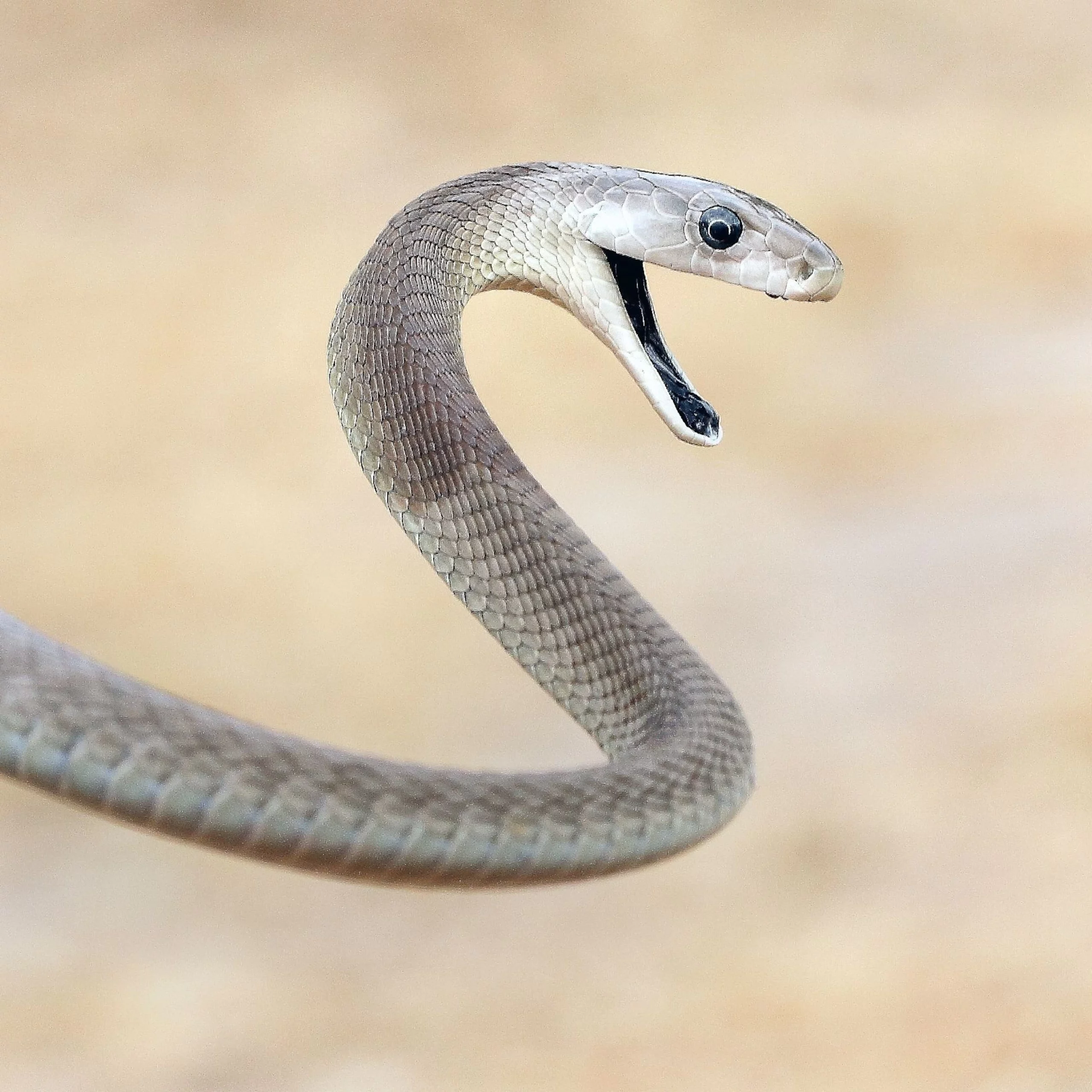 Black Mamba - Fastest Snake In The World