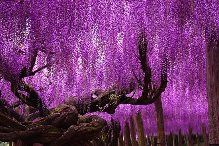 Wisteria Tree - Most Beautiful Trees in the World