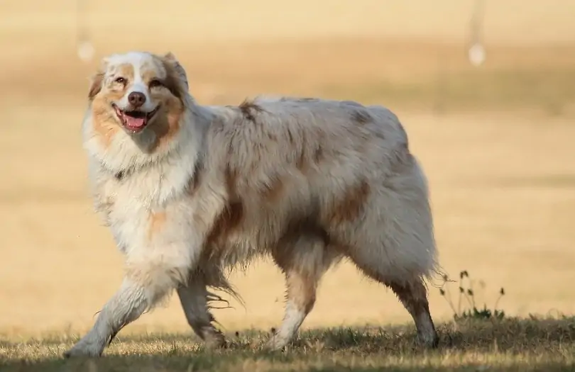 Australian Shepherd - Most Beautiful Dogs in the World