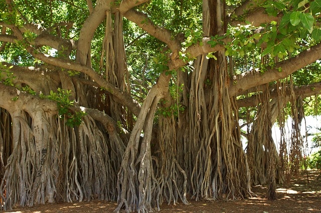 Banyan Tree - Most Beautiful Trees in the World