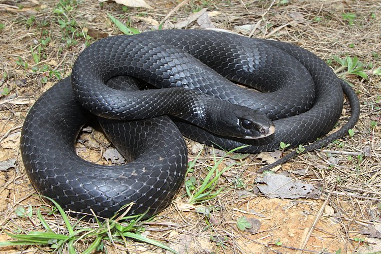 Southern Black Racer - Fastest Snake In The World