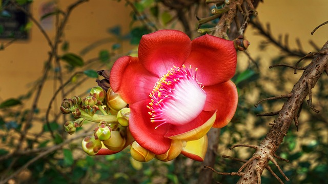 Cannonball Tree - Most Beautiful Trees in the World