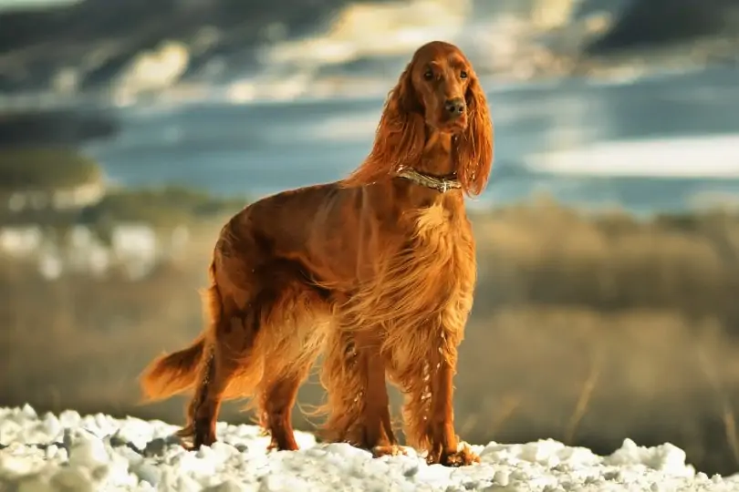 Irish Setter - Most Beautiful Dogs in the World