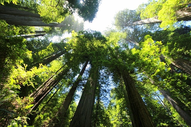 Redwood Tree - Most Beautiful Trees in the World