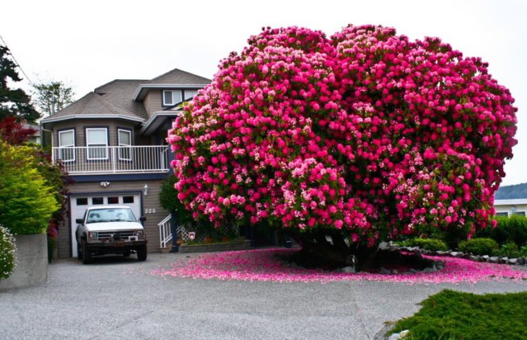 Rhododendron Tree - Most Beautiful Trees in the World