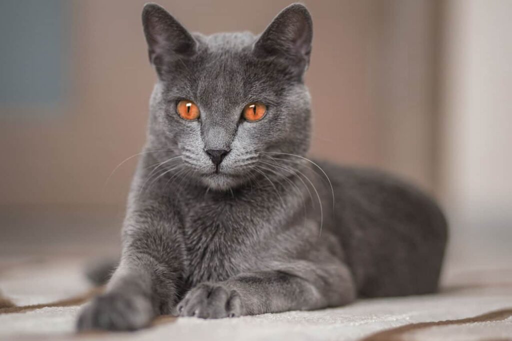 The Russian Blue