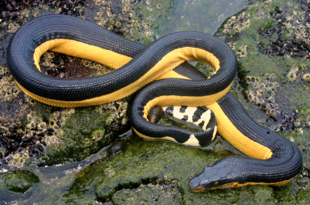 Yellow - Bellied Sea Snake - Fastest Snake In The World