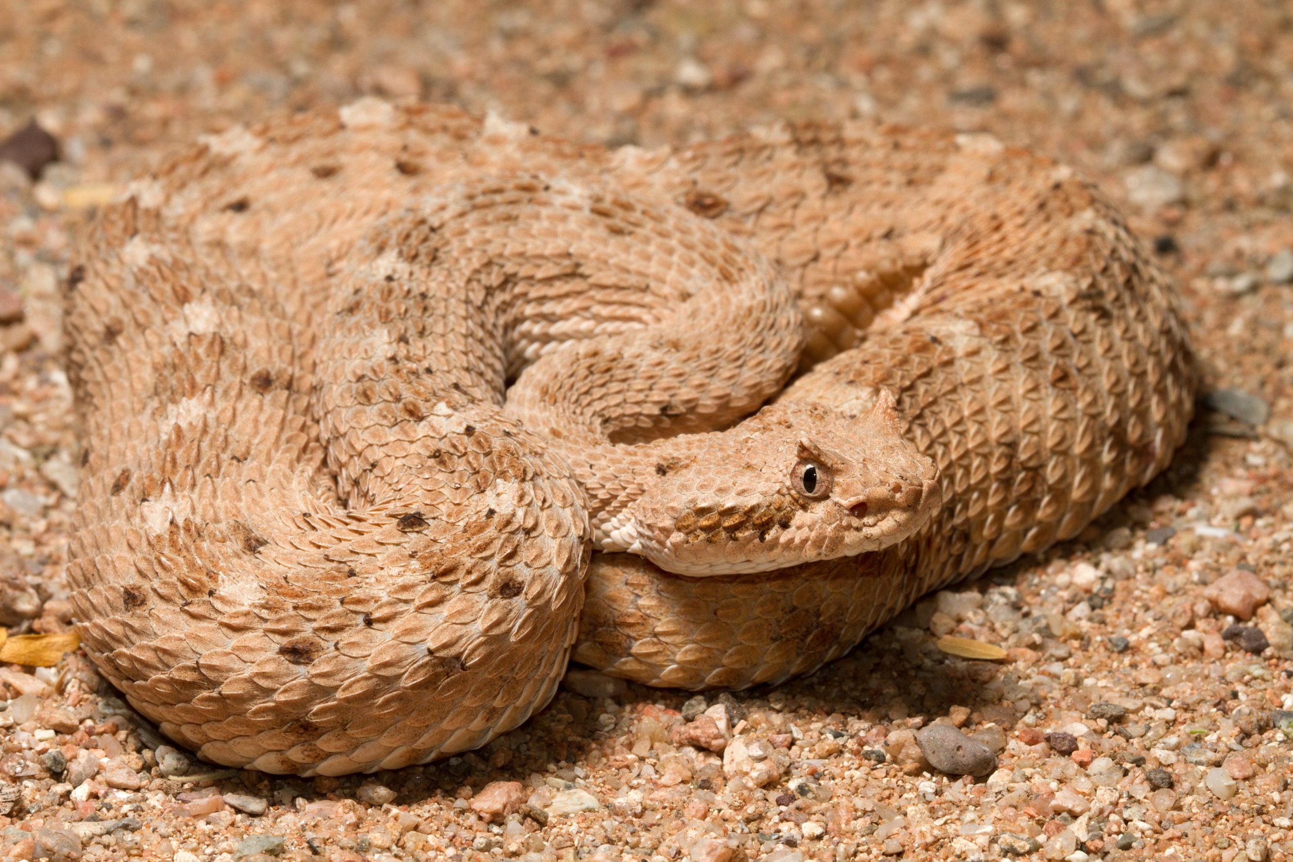 Sidewinder - Fastest Snake In The World