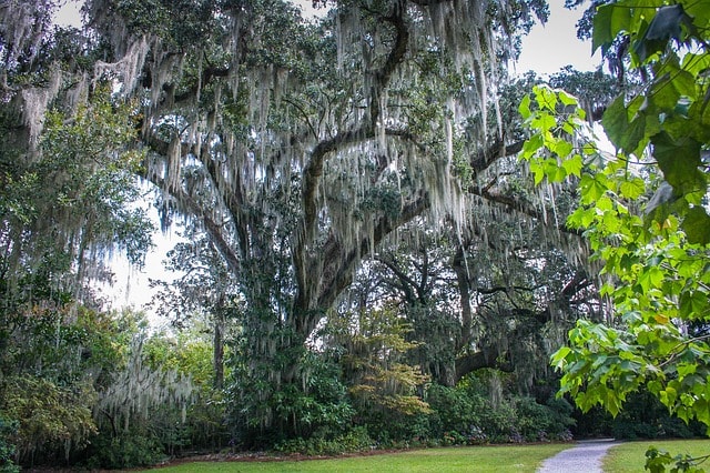 Southern Live Oak Tree - Most Beautiful Trees in the World
