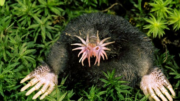 Star Nosed Mole - Funny Looking Animals