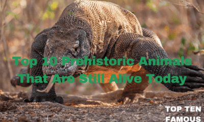 Top 10 Prehistoric Animals That Are Still Alive Today